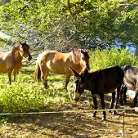 Holidays - Les Sapins Kemp *